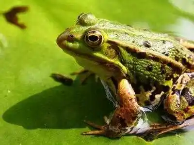 青蛙吃害虫青蛙吃什么食物