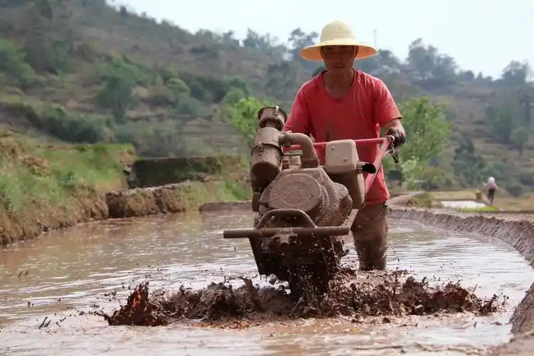 记得小时候,爸爸是用水牛和犁耙弄平整水田.