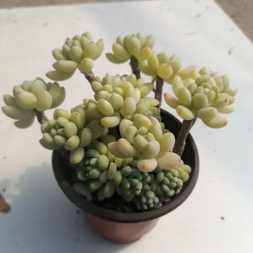 凝脂莲多肉 多头群生老桩 果冻色多肉植物 一物一拍