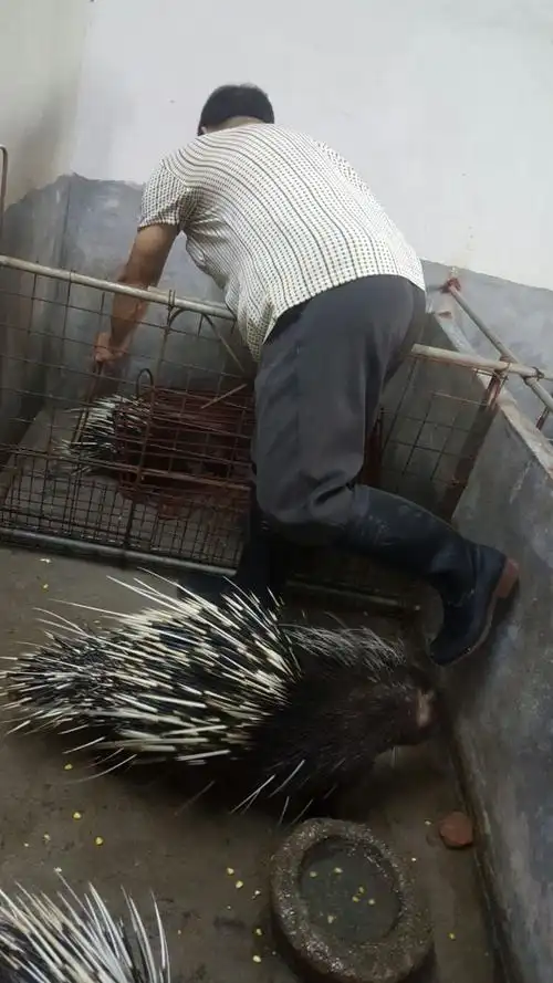 揭西第一家豪猪养殖户