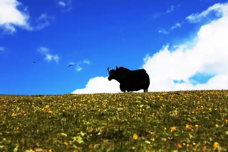 高原之舟---牦牛