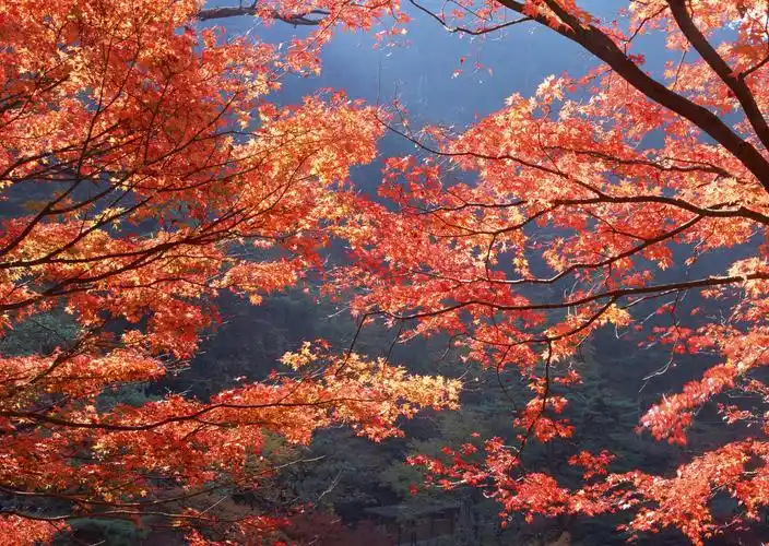 美美的枫叶图片叶子枫叶树叶红叶秋季