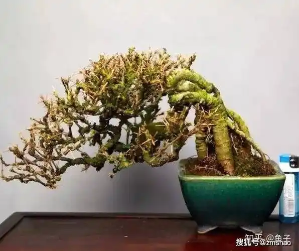 金雀的南,北雀之区别辨识探讨_南雀和_盆景_植物