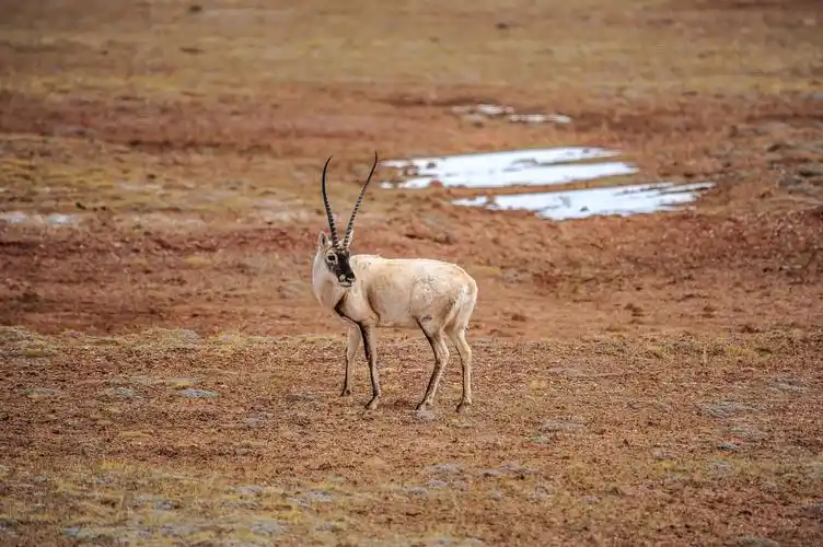 可可西里的藏羚羊