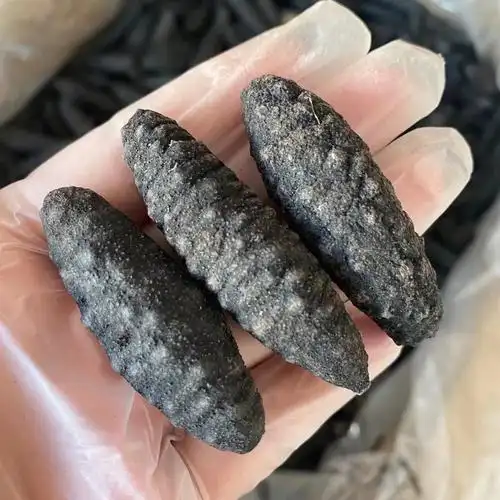 50头土耳其参598元一斤包邮