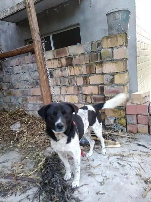 土狗不好吗?如今这种稀有花斑犬渐渐消亡!