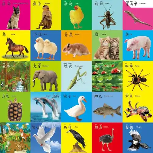 06岁婴幼儿童撕不烂破宝宝看图认识动物唐诗数字人物早教育卡片