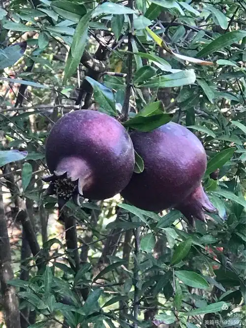 看到黑石榴 不知味道如何