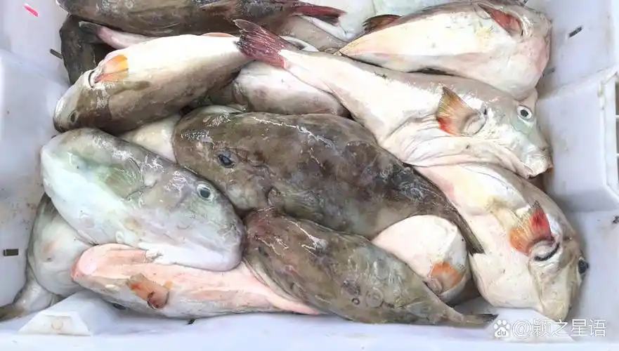 周六在奉化桐照码头看到这种河鲀鱼,肥嘟嘟好可爱,就想买两条回来吃吃