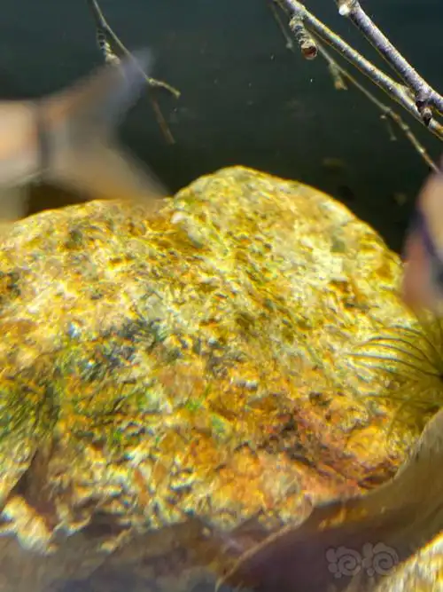 褐藻会变绿吗? - 泡泡水族