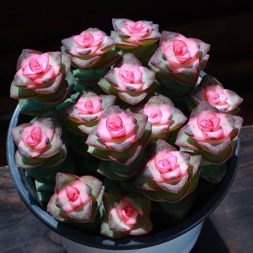 粉色星王子多肉植物肉肉植物组合盆栽阳台植物组合含盆带土种好