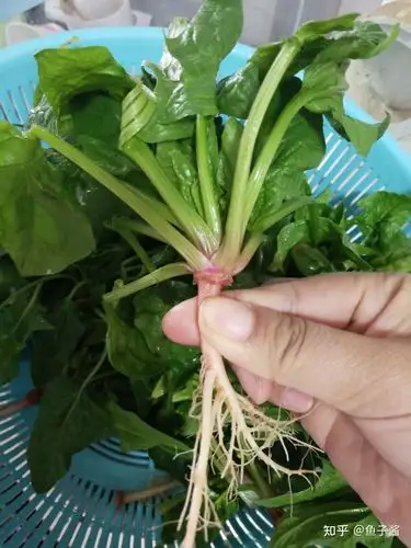 3,菜农家一早卖的菠菜根,不单红红的很漂亮,而且清甜可口,营养丰富!