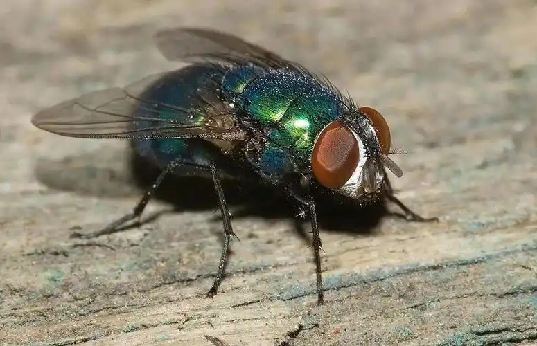 为什么苍蝇总爱去脏地方但却不生病啊?_腾讯新闻