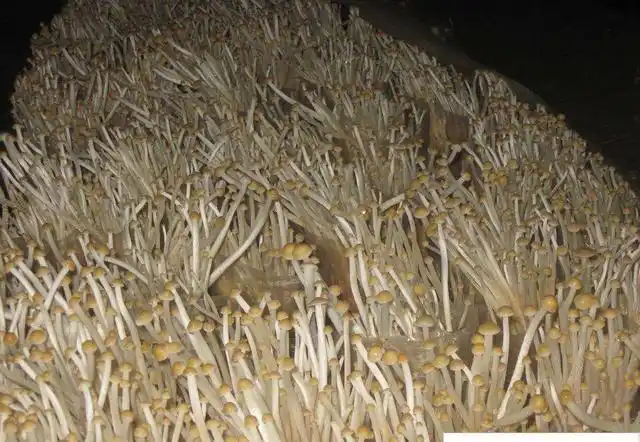 每天光照半个小时到一个小时,这样可以促进金针菇的生长