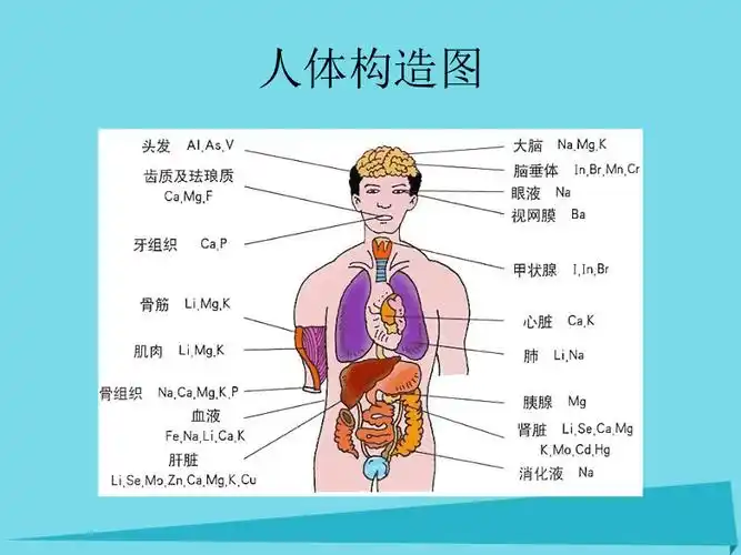 2017六年级科学上册第二章第6课人体机器课件新人教版-21世纪教育网