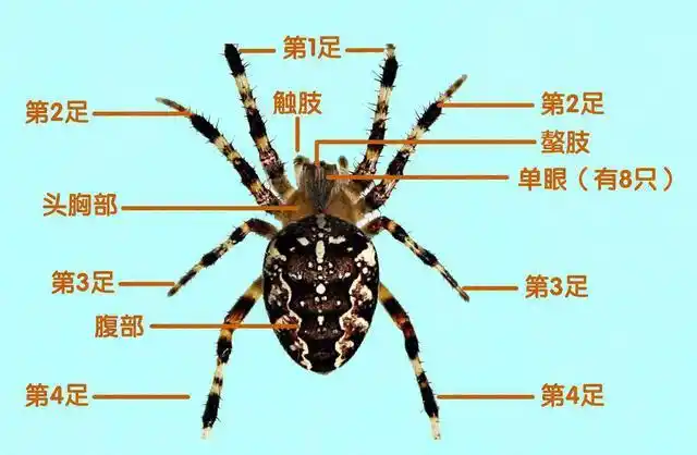 蜘蛛捕食的时候通常会选一个地方,然后吐丝织网,等到猎物通过被网粘住