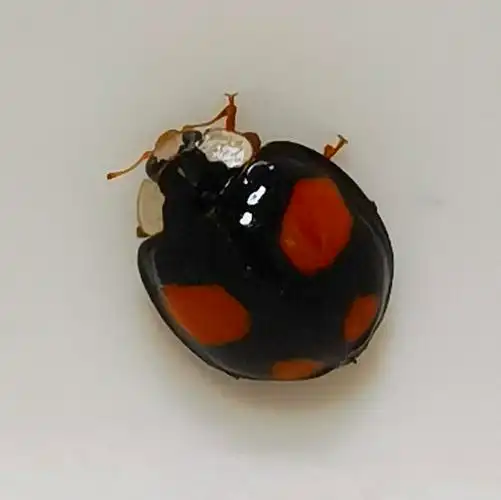 四星瓢虫害虫的天敌