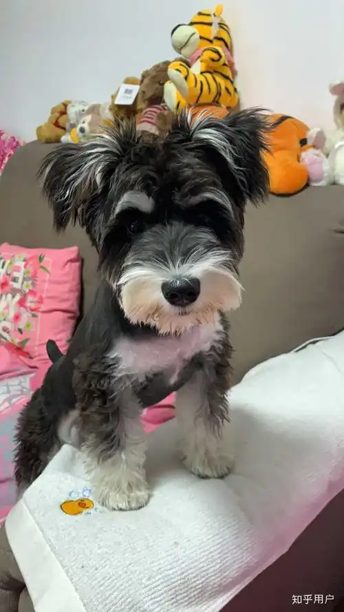 为什么很少有人喜欢雪纳瑞?