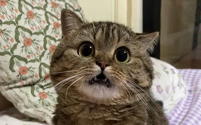 找到了让小猫咪张嘴的开关!