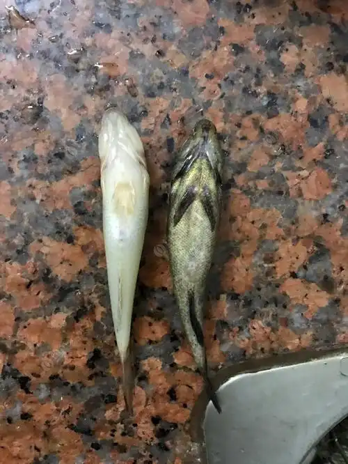 第一次钓到沙塘鳢,东江这种鱼多吗?