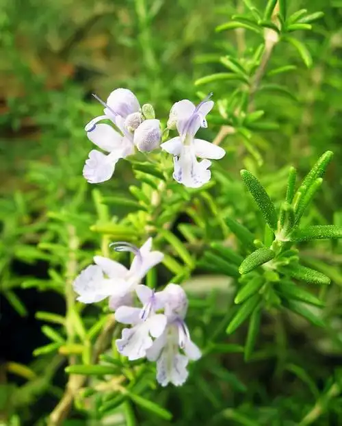 迷迭香图片,迷迭香是西餐里食神级的香料(迷迭香长什么样子图片)