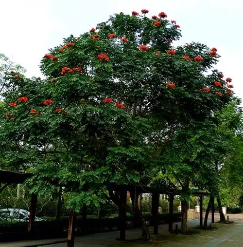 其它 四月初,火焰木盛开的时节 写美篇火焰木(拉丁