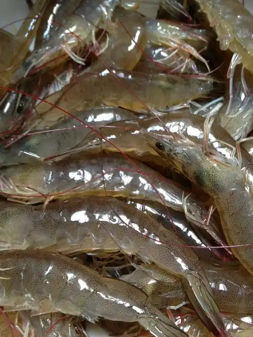 鲜虾云吞的做法图解1