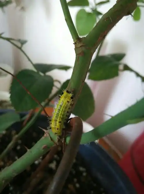 这种毛虫是什么,在月季枝条上发现的.