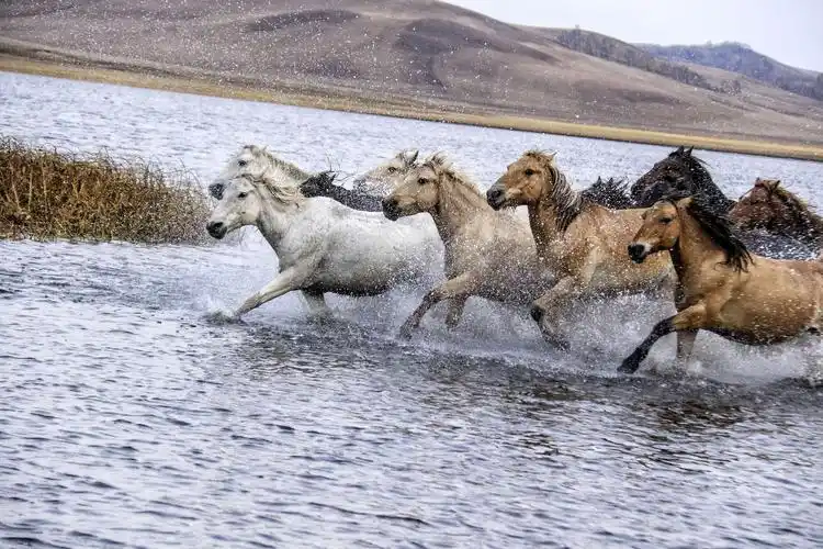 赤峰乌兰布托骏马奔驰