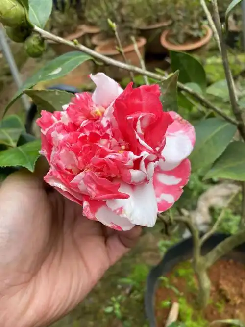 花牡丹茶花开了