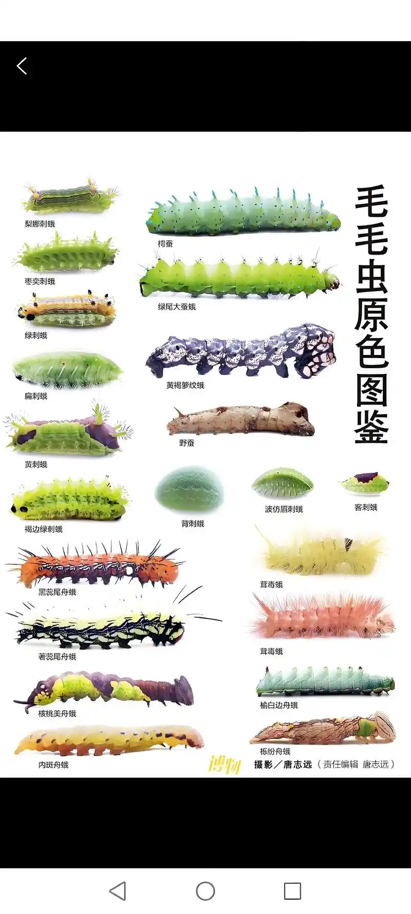 原来毛毛虫有这么多品种#毛毛虫#虫鉴识别#有害生物防制员