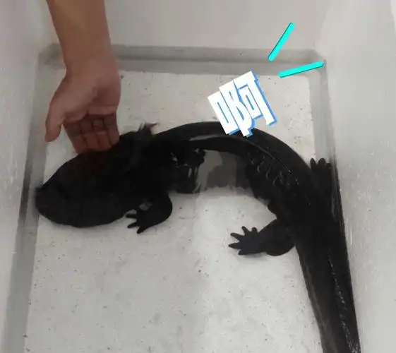 因此人们又叫它"娃娃鱼"它的叫声很像婴儿的哭声也是最珍贵的两栖动物