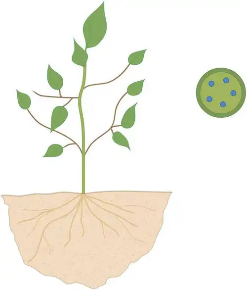 插画,室内,白天,白色背景,正面,数码,科技,植物,阴影,网络,泥土,土壤