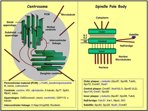 schematic representation of a centrosome and spindle pole body