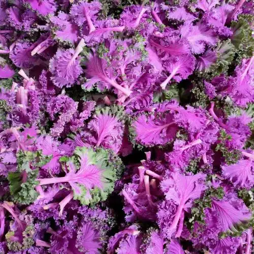 新鲜羽衣甘蓝紫甘蓝牡丹菜紫色羽衣甘蓝菜新鲜500g沙拉菜火锅榨汁