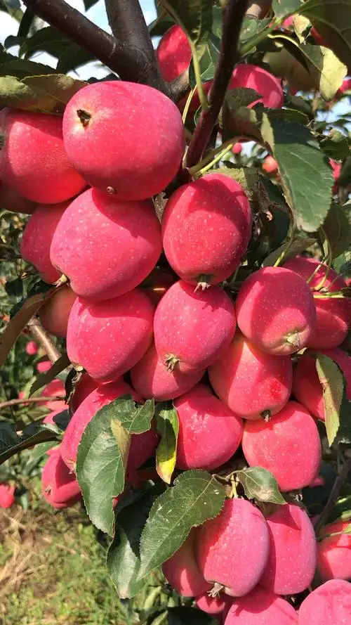 嘴角向上笑一个吧#鸡心果口感甜脆,色泽鲜艳