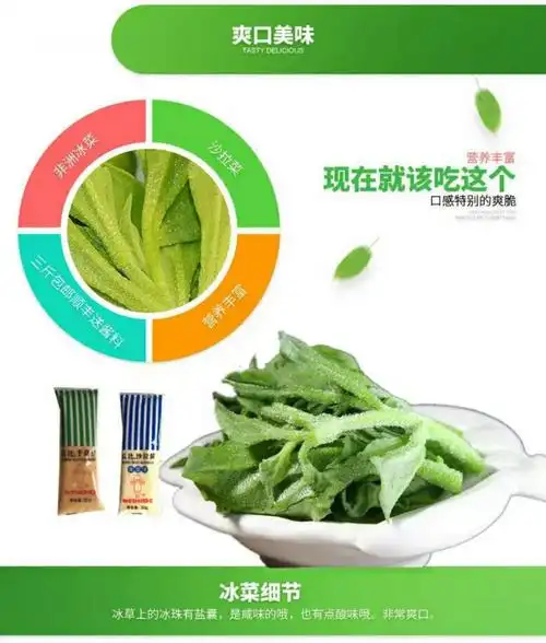 新鲜非洲冰草冰菜冰叶沙拉菜叶菜四斤冰草酱