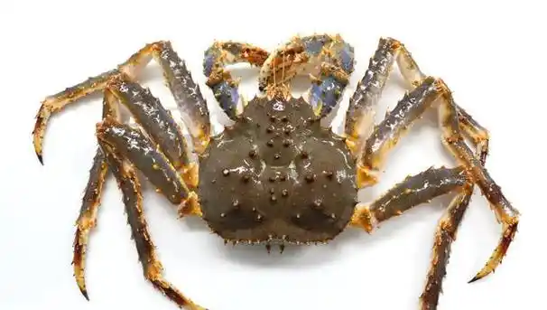 横跨欧亚大陆称霸两大洋,这就是蟹中之王--俄罗斯帝王蟹