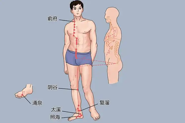 足少阴肾经位置图