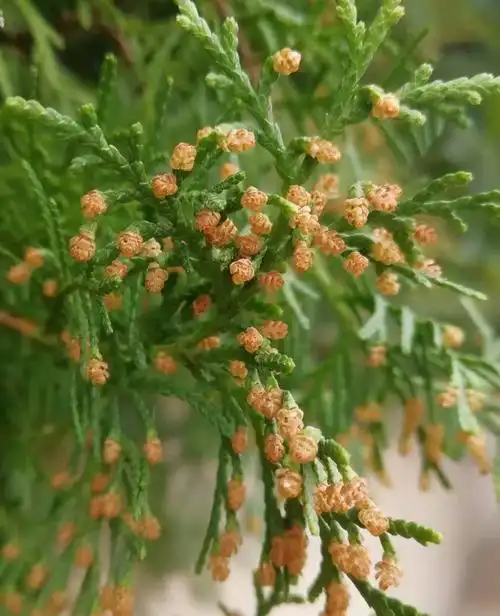 你见过柏树的花朵么