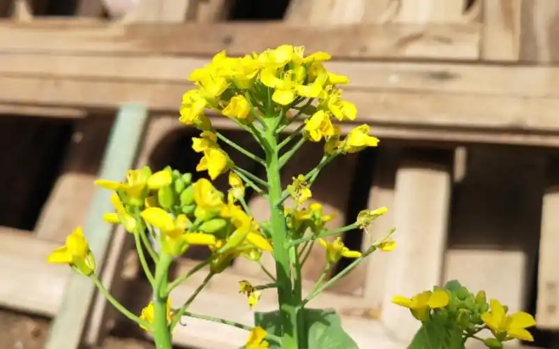 一颗会开花的娃娃菜,随风摇曳!_哔哩哔哩 (゜-゜)つロ 干杯~-bilibili