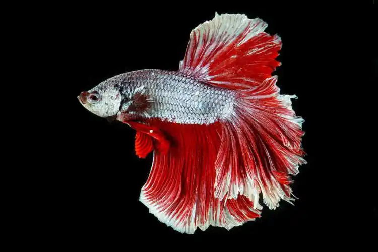 色彩美丽的泰国斗鱼