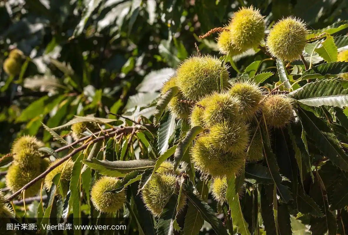 栗树上成熟的甜栗子