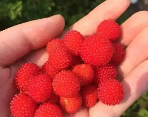 桐庐人从小爱吃的红果子开摘啦!苗苗子?孟子?