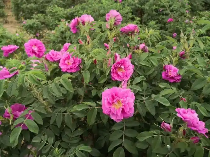 济南平阴玫瑰到底多有范儿国际友人这样说这朵玫瑰绽放了千年今朝焕发