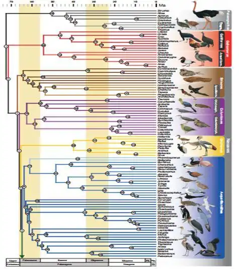 图一:鸟类的系统发育树