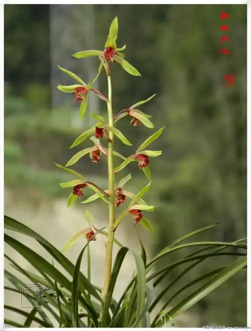 2021春蕙开品系列---------【碧血丹心】壹-蕙兰篇-中国兰花交易网