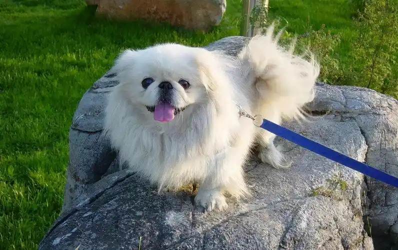 京巴狗的价格,纯种京巴犬价格