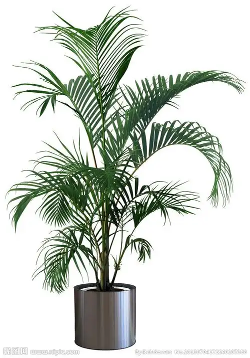 室内装饰植物源文件__psd分层素材_psd分层素材_源文件图库_昵图网