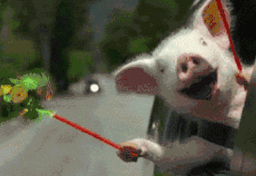 迷你猪 风吹 风车 搞笑 雷人